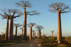 Baobabs